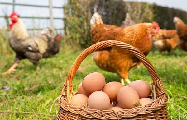 مرغ تخمگذار بومی فروشی - سپید طیور